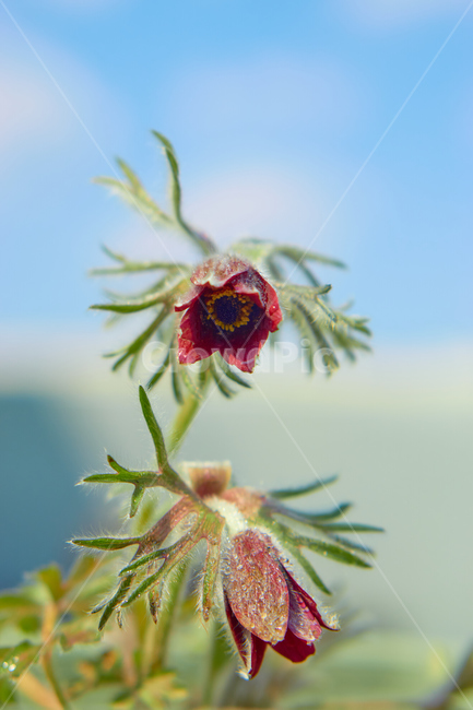 할미꽃,식물,봄,생화,조화,들꽃,약재,pasqueflower,flower,plant,nature,식물,자연,plants,nature,꽃,flower