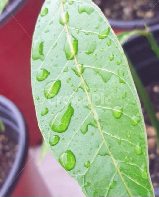 망고,집,키우기,잎,빗물,맛있는,달콤한,화분,비,물방울,mango,garden,rain,house,self