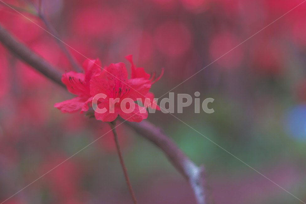 꽃,철쭉,봄,꽃잎,꽃놀이,봄,계절,spring,season,식물,자연,plants,nature,꽃,flower,geranium,제라늄,plant,blossom,petal