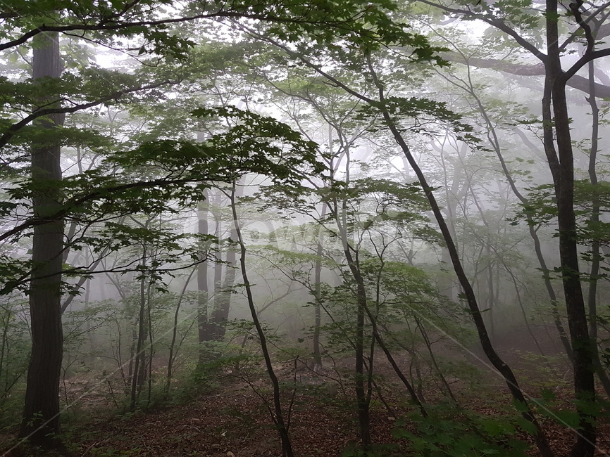 설악산,산,자연,풍경,나무,안개자욱,설악산정상,안개,설악산안개,숲,숲속안개,바위,돌