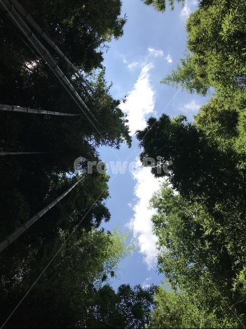 하늘,나무,풍경,구름,맑음,tree,plant,식물