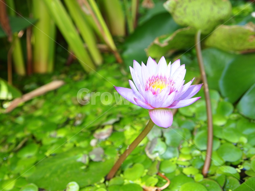연꽃,연못,강,꽃,flower,식물,자연,plants,nature,꽃,flower