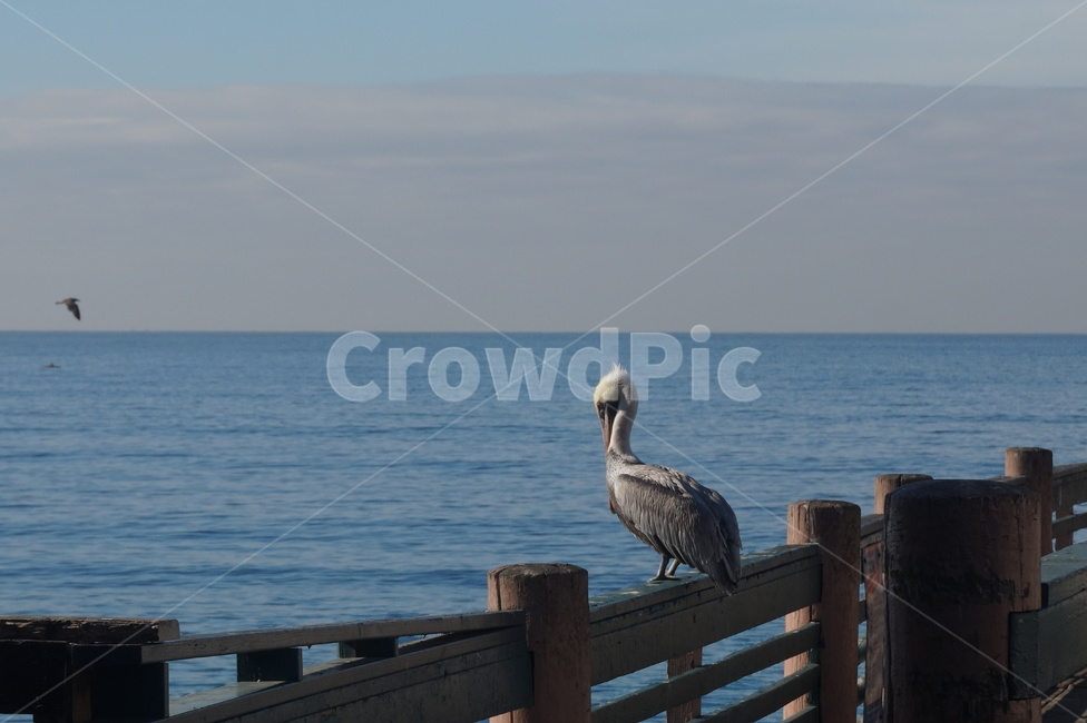 bird,새,animal,동물,물,포트,port,워터프론트,교각,pier,dock,waterfront