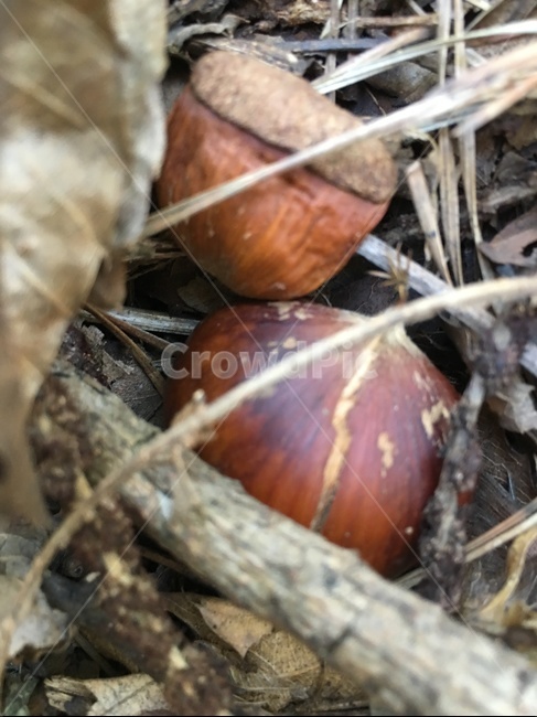 plant,식물,밤,나뭇가지,낙옆,솔잎,바닥
