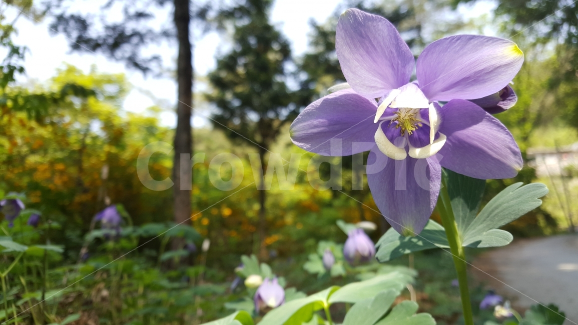 숲,꽃분홍,들꽃,줄기,나무와꽂,식물,자연,plants,nature,꽃,flower