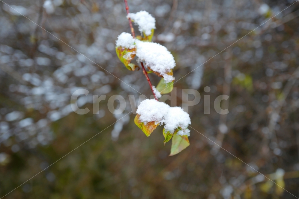첫눈,눈,낙엽,눈꽃,겨울,산,풍경,겨울,계절,winter,season,식물,자연,plants,nature,감성,sensible,feeling