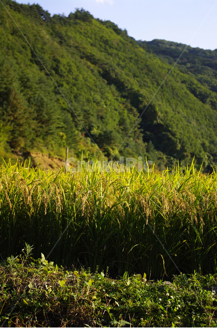 논,벼,곡식,가을,쌀,자연,풍경,nature,landscape,grassland,목초지,field,들,outdoors,옥외,farm,농장,rural,농촌,meadow