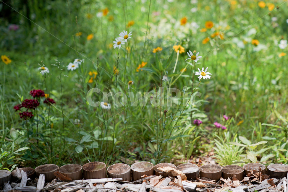 자연,꽃,힐링,정원,노란꽃,flower,순천만정원,산책,길,노랑,식물,자연,plants,nature,꽃,flower