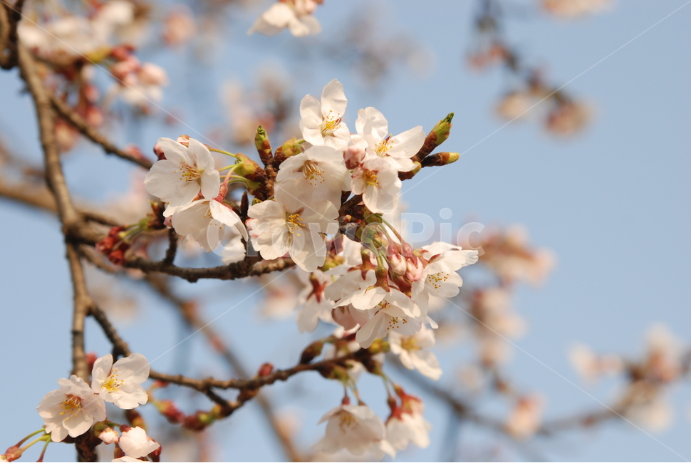 봄,벚꽃,봄나들이,벚꽃엔딩,꽃구경,봄,계절,spring,season,plant,식물,flower,꽃,blossom