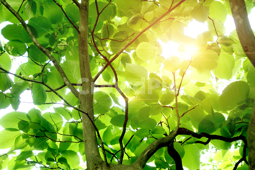 나뭇잎,싱그러운,신선한,여름,푸르른,잎무늬,plants,nature,숲,healing,green,나무잎,plant,forest,leaves,5월,6월,엽록소,산소,울창한,그늘,피톤치드,나무,줄기,air,clean,숲속,식물,trees,wood,맑은,청명,햇빛,활엽수,sns,feeling,leaf,역광,사보,봄,잎새,봄이미지,그리너리,4월,7월,시즌,계절,자연,풍경,투명한,힐링,무공해,공기,나무들,시안,디자인,디자이너,카다로그,greenleaves,친환경,자연친화적,순수,청정,오염없는,출판,편집,인쇄,홍보용,배너,전단,팝업,색감,정화,환경,자연이미지,환경친화적,광고,잡지,책자,서적,교과서,학습지,청록,에어,색상,해맑은,햇살,초록,초록물결,그린,녹색,신록,마케팅,콘텐츠,홈페이지,블로그,웹,홈쇼핑,식물,자연,plants,nature,나무,trees,wood,휴식,힐링,rest,relaxation,healing