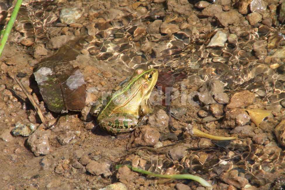 개구리,토종개구리,양서류,동물,frog,동물,animal,파충류,양서류,reptile,amphibian