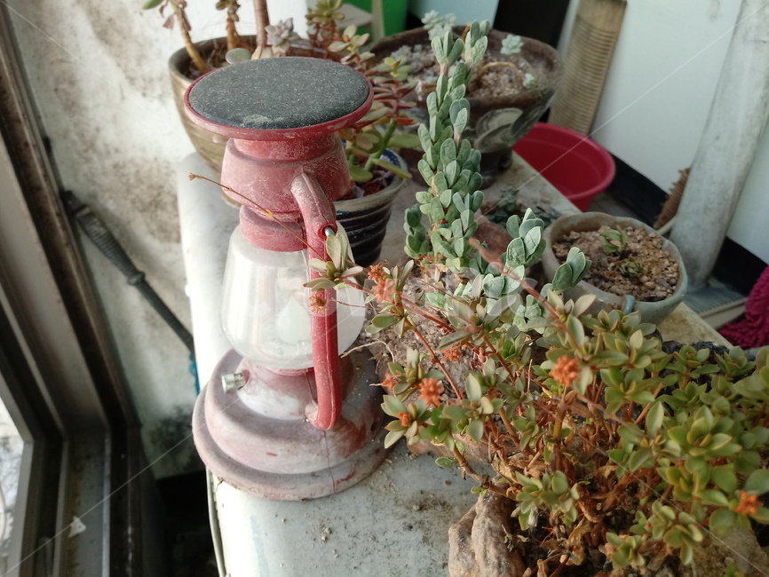 다육이,베란다,풀,등불,등,실내용화초,화분,화초,house plant