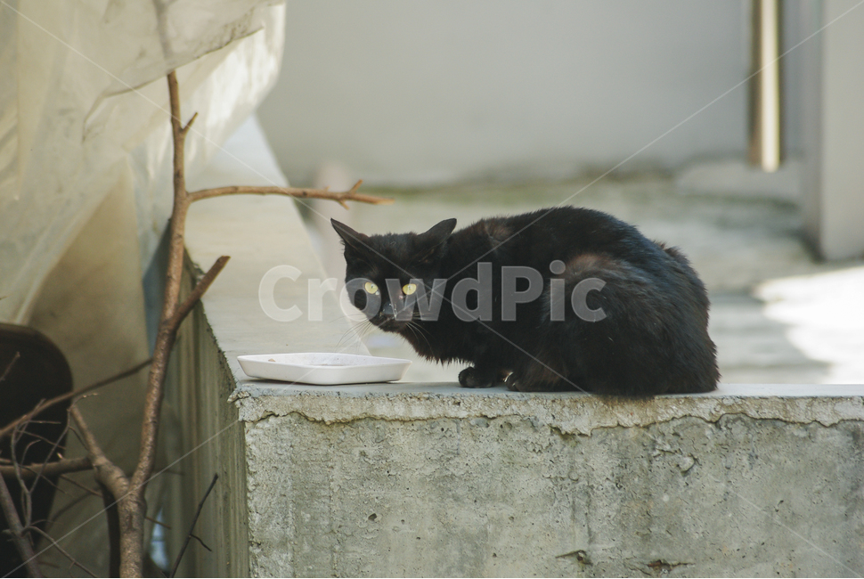 고양이,검은고양이,길냥이,길고양이,야생,야생동물,길거리,animal,cat