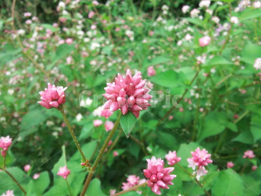plant,식물,꽃,야생초,야생화