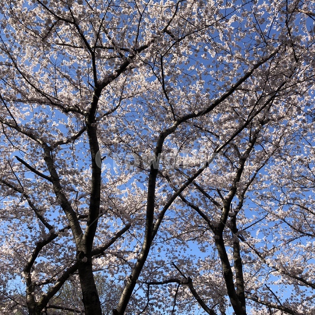 plant,식물,tree,나무,나무줄기,treetrunk,벚꽃,cherryblosome,봄,봄,계절,spring,season