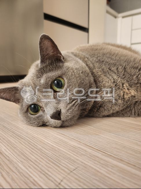 러시안블루,고양이,동물,pet,cat,애완동물