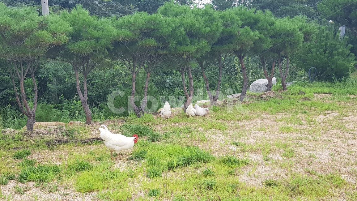 새,닭,치킨,chicken,가금류