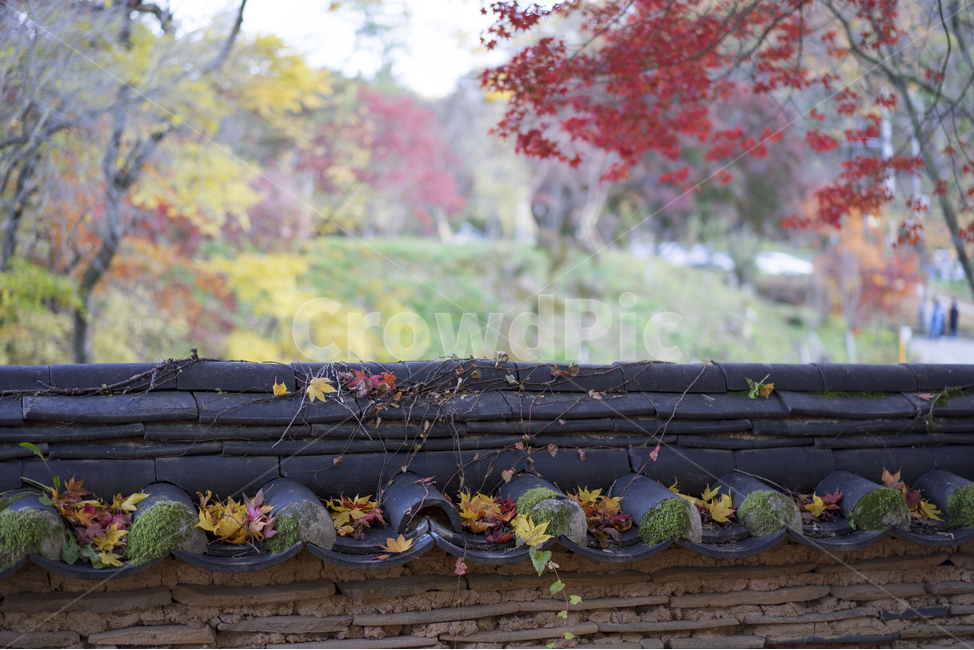 절,단풍,마곡사,가을단풍,가을,공주,공주마곡사,가을,계절,fall,autumn,season,한국전통,한국문화,korean traditional,korean culture,건축물,건물외관,exterior,building,structure,architecture,construction,plant,식물