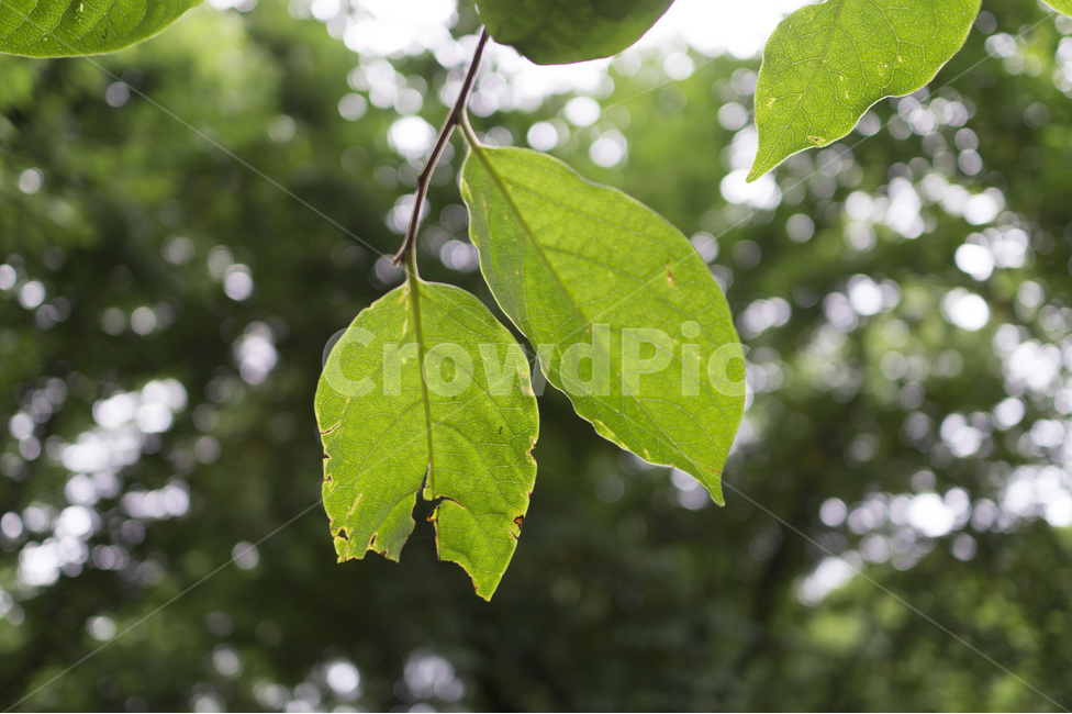 나뭇잎,역광,공원,잎사귀,자연,식물,자연,plants,nature