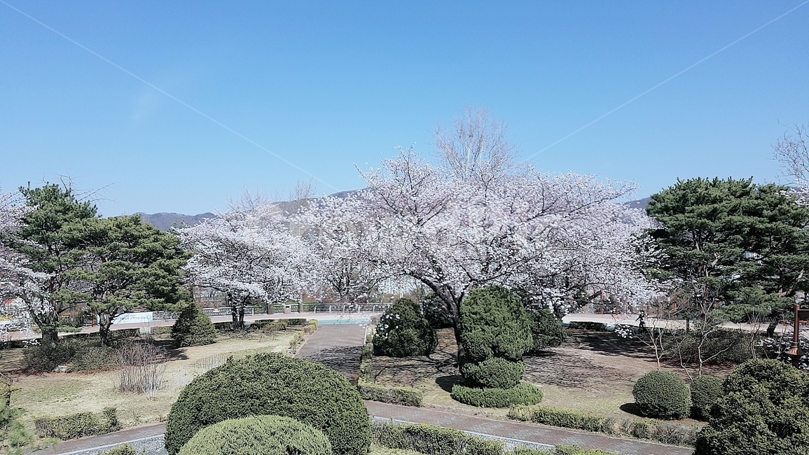 봄,꽃,꽃놀이,벚꽃,벚꽃놀이,체리,사쿠라,봄꽃,봄,계절,spring,season,plant,식물