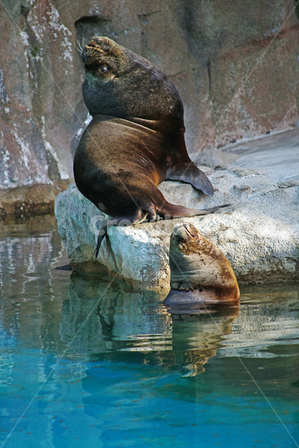 남아메리카바다사자,바다사자,오타리아,southamericansealion,서울대공원,동물원,방사장