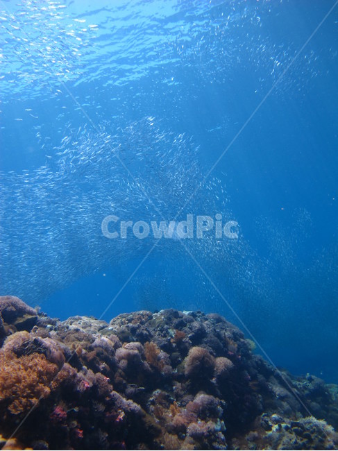underwate,수중,underthesea,바닷속,sealife,해양생물,underwatercreature,수중생물,reef,암초,dive,scubadiving,nature,자연