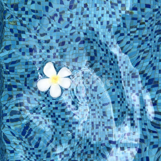 수영장,꽃,동남아,타일,플루메리아,plumeria,여름,계절,summer,season,art,미술,mosaic,모자이크,tile