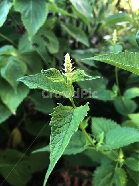 풀,식물,자연,꽃,잎사귀,식물,자연,plants,nature