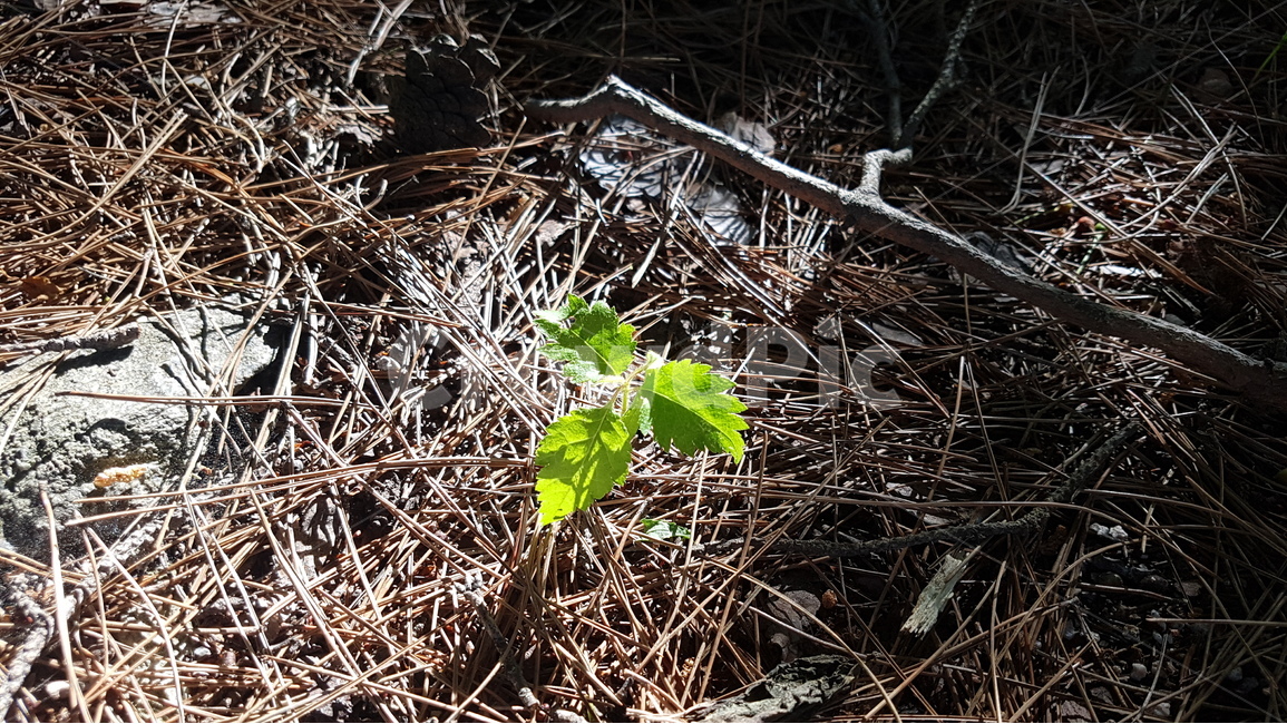 새싹,땅,풀,풀잎,자연,식물,sprout,bud,plants,nature,grass,식물,자연,plants,nature