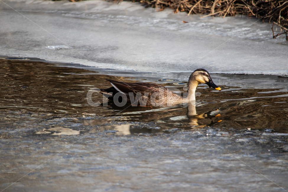 feather,ecosystem,beautiful,freeze,sight,weather,season,resident,frozen,downtown,animal,wing,activity,bright,wild birds,swimming,lean,stream,webbedfeet,River,skinny,Freeze,wet,Birds,cold wave,scrawny,river,movement,spotbillduck,beak,Strong cold,ditch,ice,