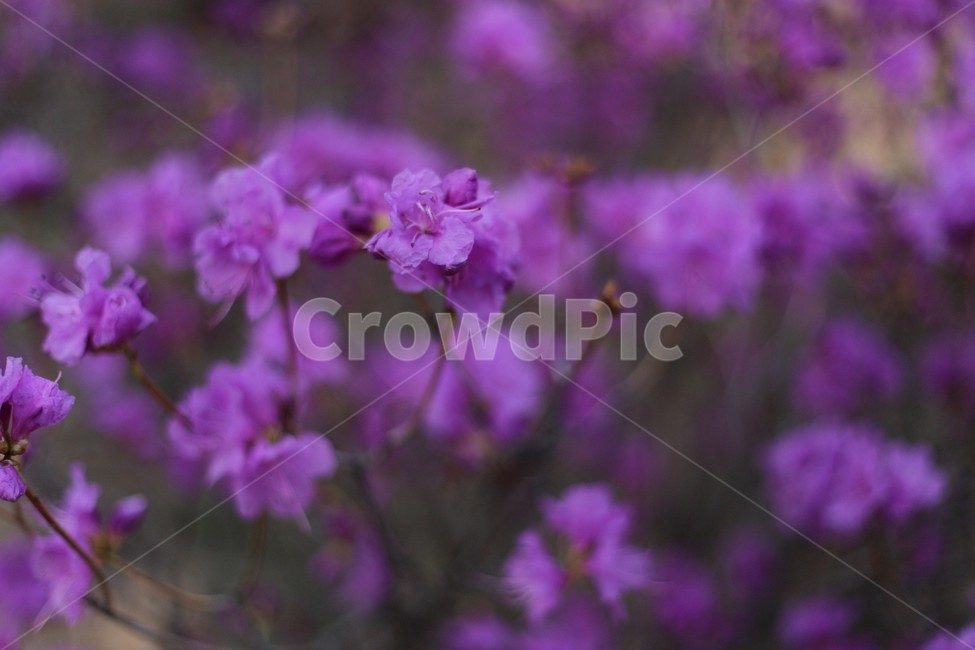 꽃,식물,자연,flower,접사