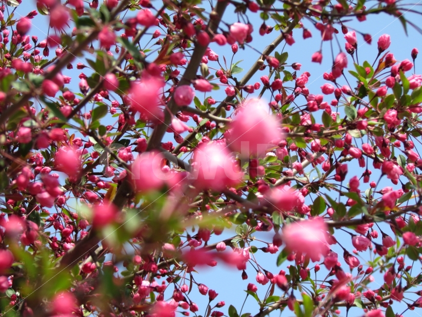 풍경,꽃,자연,사진,순간,봄,계절,spring,season,식물,자연,plants,nature,꽃,flower,plant