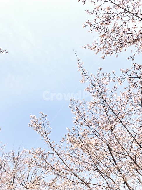 봄,꽃,휴식,안정,쉼,여유,분홍,안식처,다채로움,하늘,하늘색,풍경,landscape,나무,햇살,빛,온기,청량