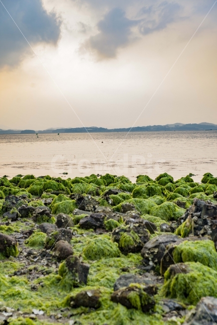 바다,풍경,하늘,흐림,저녁,노을,해초,썰물,자연,풍경,nature,landscape,해변,바다,beach,sea,plant,식물,algae,조류
