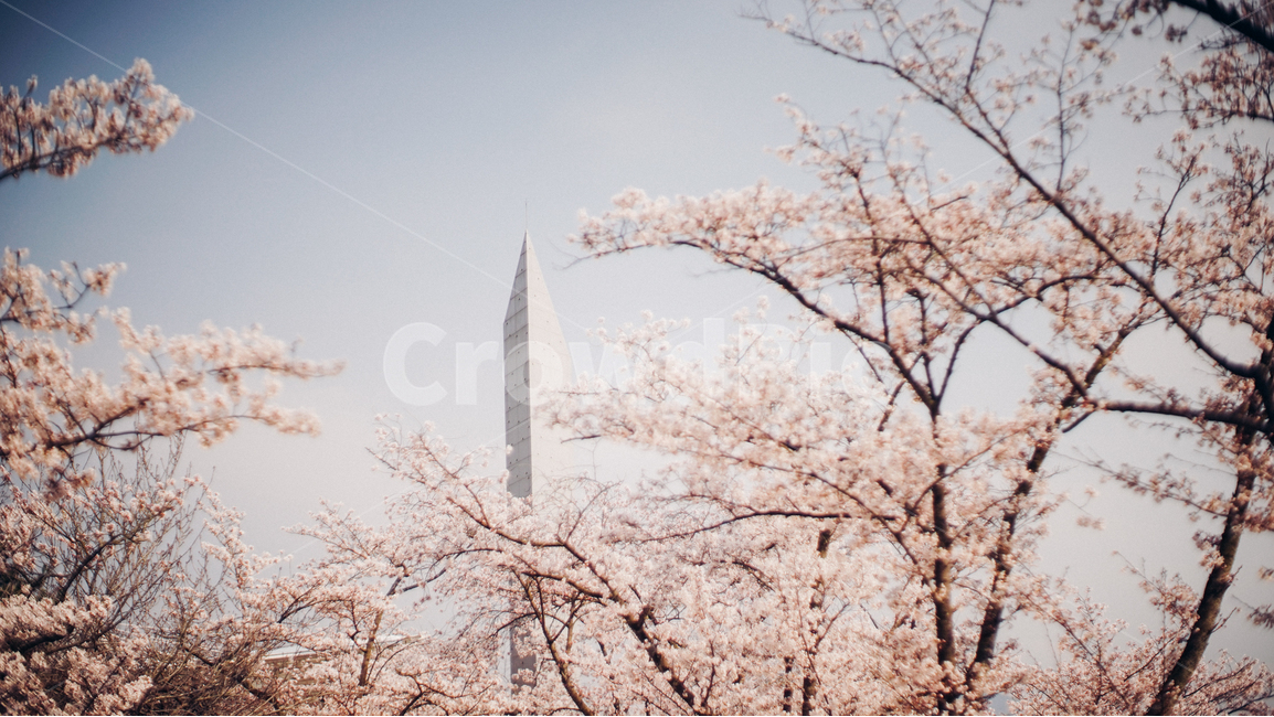 봄,벚꽃,하늘,화창한,타워,봄,계절,spring,season,자연,풍경,nature,landscape,plant,식물,flower,꽃,blossom