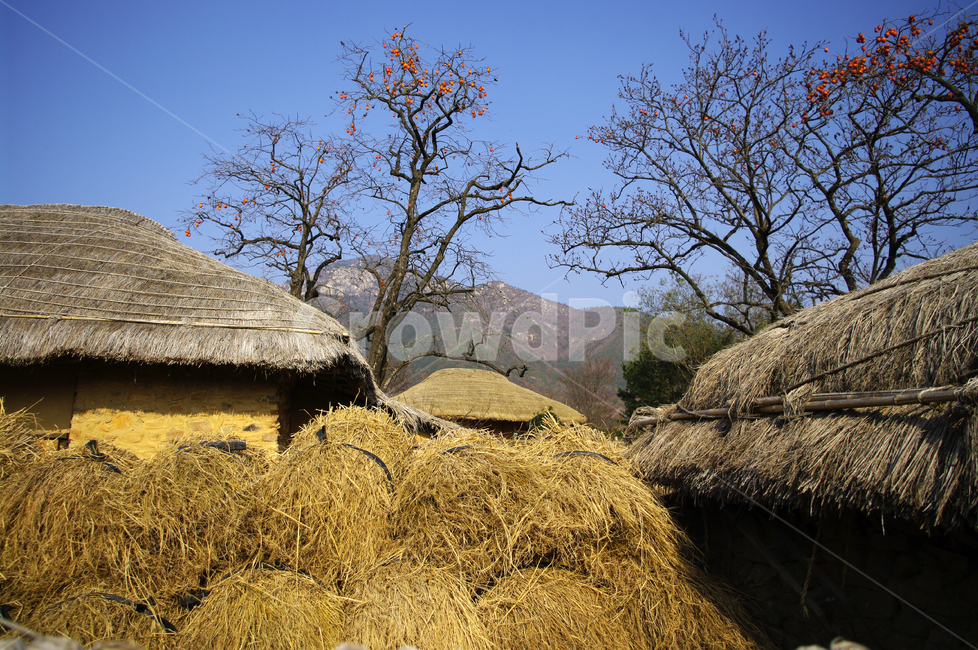 초가지붕,전통가옥,한국,초가집,집,마을,한국전통,한국문화,korean traditional,korean culture,건축물,건물외관,exterior,building,structure,architecture,construction