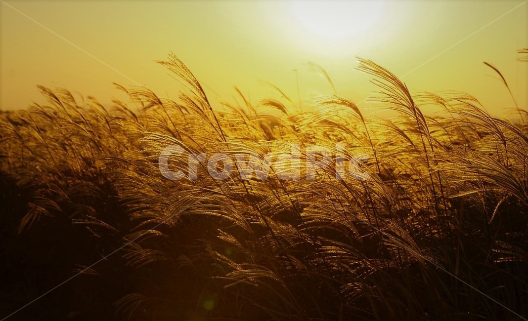 가을,억새,식물,자연,일몰,태양,nature,fall,감성,서정,autumn,가을,계절,fall,autumn,season,자연,풍경,nature,landscape,grass,잔디,plant