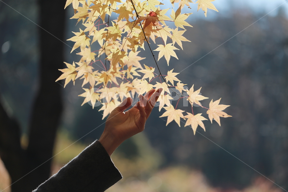 단풍,빛,손,신체일부,가을,단풍잎,단풍나무,가을,계절,fall,autumn,season,사람,인물,인간,human,person,신체일부,몸,body,leaf,잎,plant,식물,tree,나무