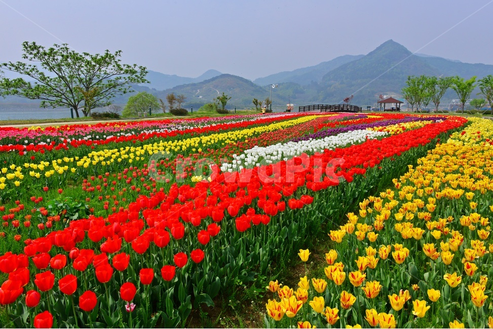 plant,식물,flower,blossom,꽃,tulip,튤립,경남,하동,튤립축제장,튤립툭제,하동튤립축제,둔치,강변둔치,섬진강변,식물,자연,plants,nature,꽃,flower