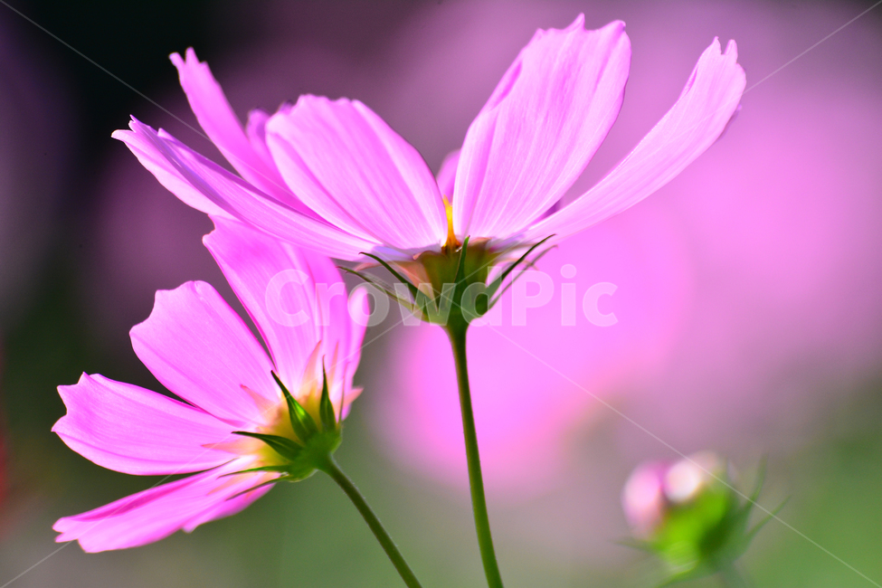 코스모스,감성,분위기,가을꽃,꽃,가을분위기,cosmos,flowers,autumn,fall,빛,투명한,핑크색,pink,두송이,가을느낌,계절,시즌,9월,10월,원형,빛망울,접사,마크로,클로즈업,macro,closeup,feeling,emotion,sensible,느낌,필,season,몽환적,아련한,가을,계절,fall,autumn,season,식물,자연,plants,nature,꽃,flower,plant