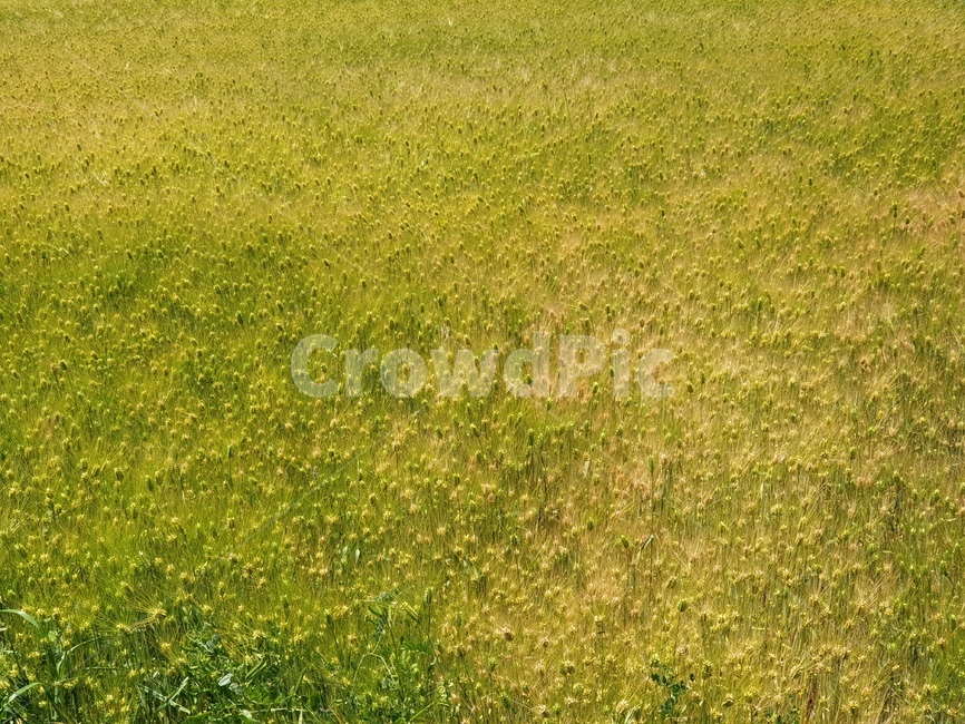 보리,곡식,봄,낮,초록
