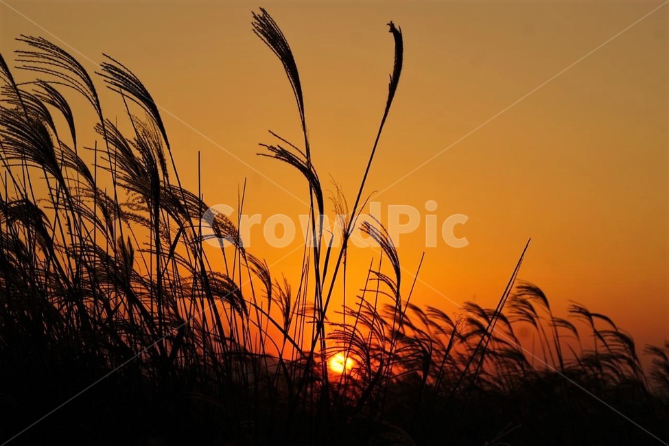 가을,억새,식물,자연,일몰,석양,감성,서정,fall,바람,풍경,nature,autumn,태양,계절,season,가을,계절,fall,autumn,season,자연,풍경,nature,landscape,식물,plants,실루엣,그림자,silhouette,shadow,plant,grass,잔디,lawn