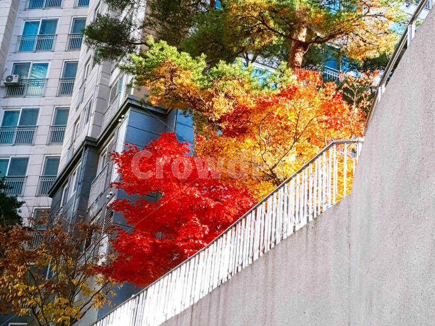 tree,나무,plant,식물,maple,단풍,가을,빨강,노랑,초록