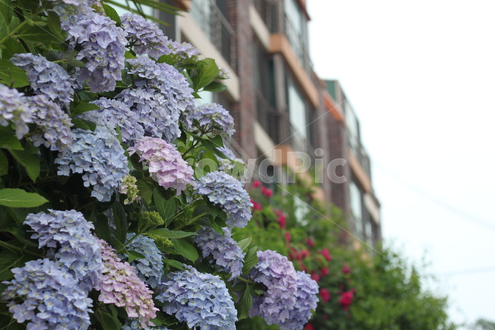 꽃,봄꽃,수국,flower,담벼락,hydrangea,연보라색꽃,파스텔톤,여름꽃,도시풍경,건물배경,정원,화초,자연,꽃구경,힐링,휴식,감성,생동감,아웃도어,녹색잎,꽃사진,잔잔함,플라워,감성사진,화사함,꽃장식,화단,로맨틱,보라빛,배경,싱그러움,아파트,주거공간,한국풍경,파스텔,도시와자연,여름풍경,테라피,소프트포커스