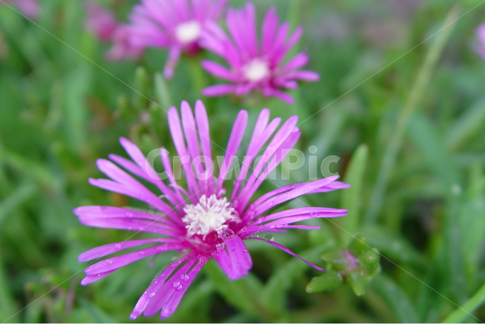꽃,flower,보라색,자연,풀,식물,자연,plants,nature,꽃,flower