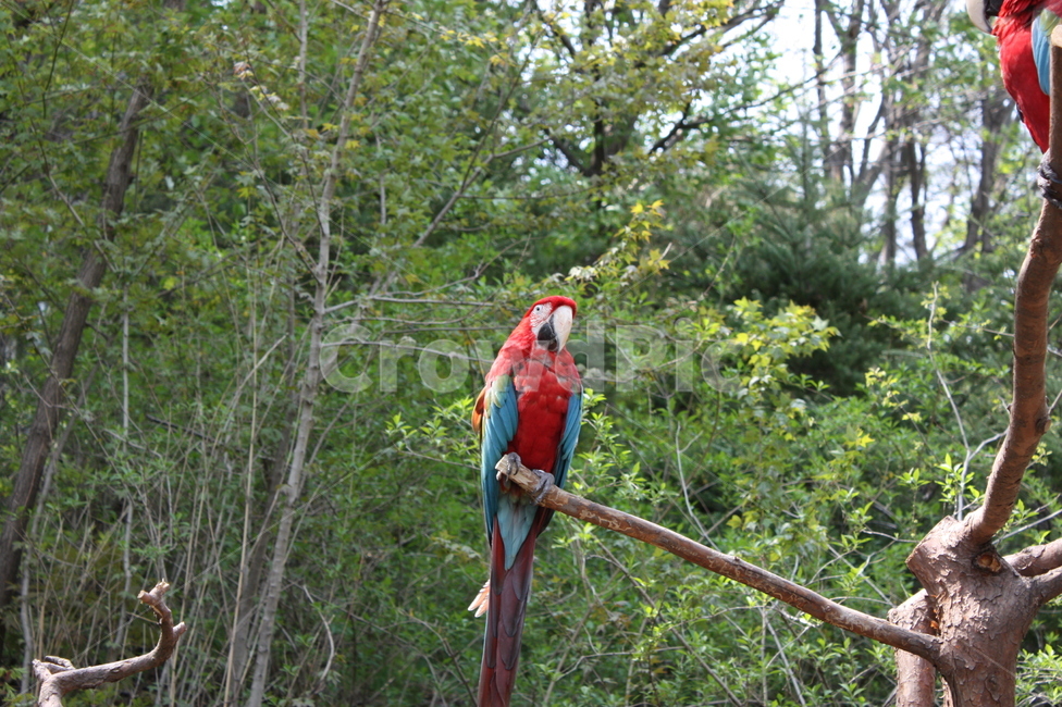 animal,동물,bird,새,macaw,잉꼬,parrot,앵무새,조류,새,birds