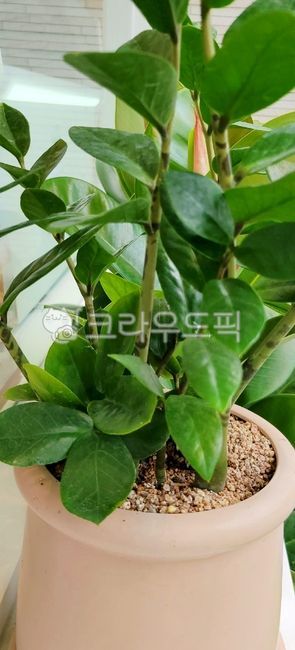 leaf,돈나무,금전수,화분,정화식물,개업화분,입주화분,모래,향토화분,행운목,잎