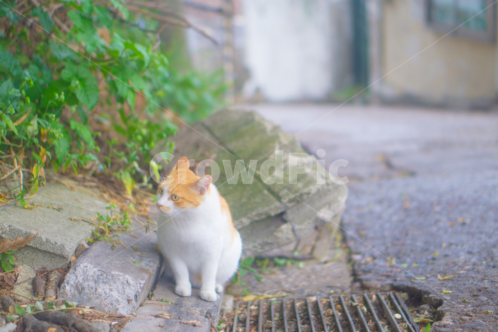고양이,길고양이,여유로움,흰고양이,주황색고양이,동물,animal,포유류,mammal,고양이,cat,kitten,kitty