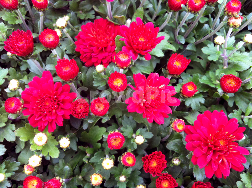 꽃,식물,빨간색,정열,국화,plants,flower,red,식물,자연,plants,nature,꽃,flower