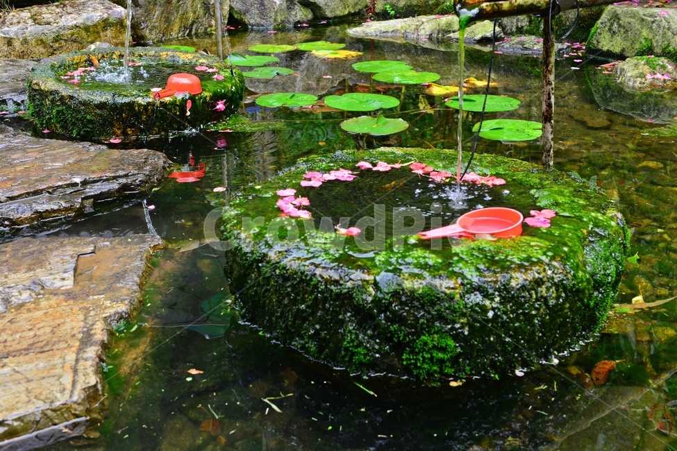 water,물,blossom,flower,꽃,plant,식물,outdoors,nature,자연,옥외,꽃잎,낙화,낙화유수,학독,바가지,물바가지,빨간바가지
